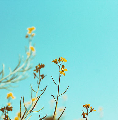 Branches de printemps