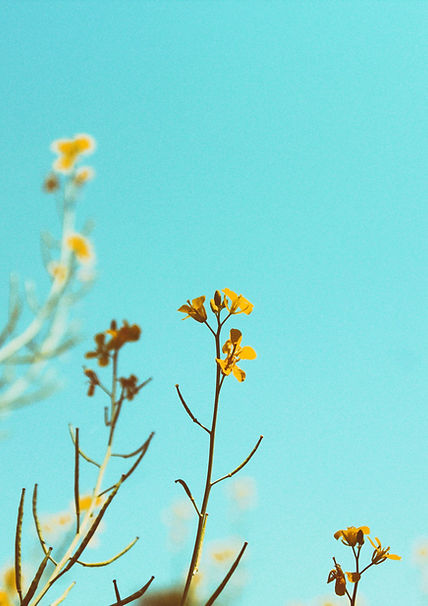 Ramas de primavera