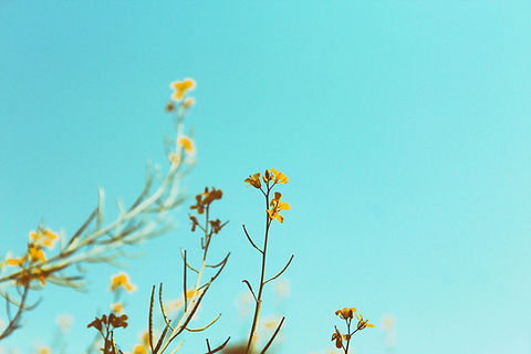 Spring Branches
