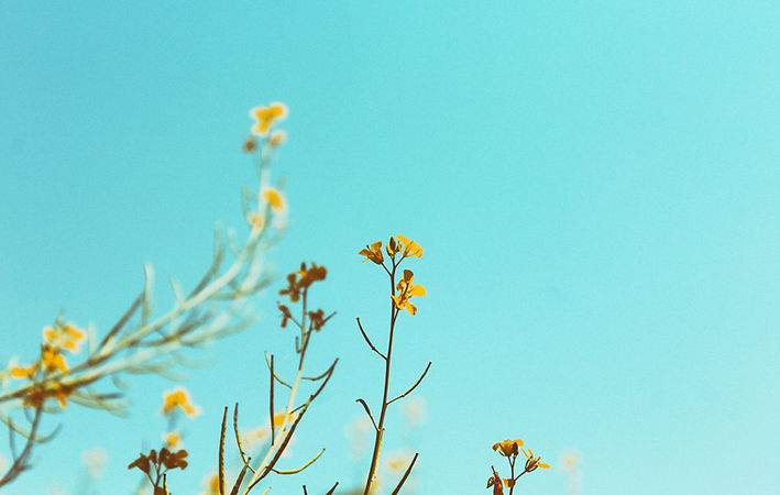 Branches de printemps