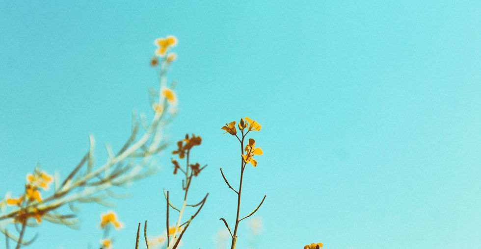 Spring Branches