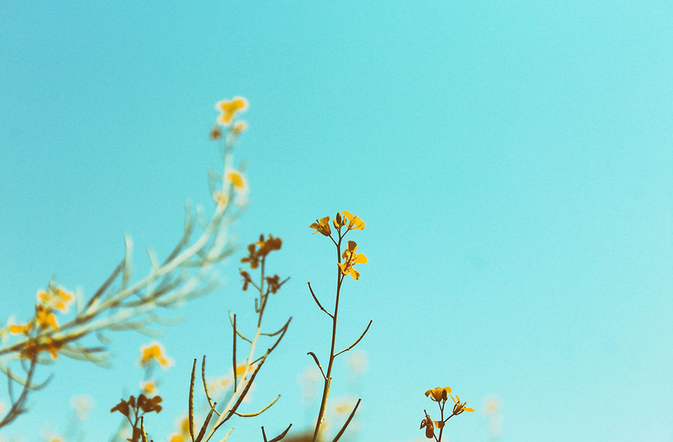 Spring Branches