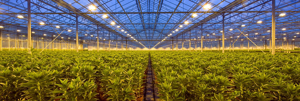 Indoor Grow