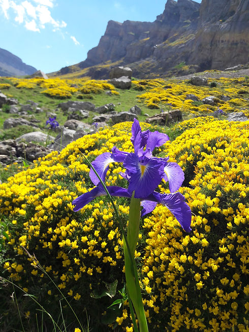 Eine lila Schwertlilie inmitten von gelbem Ginster in den Pyrenäen