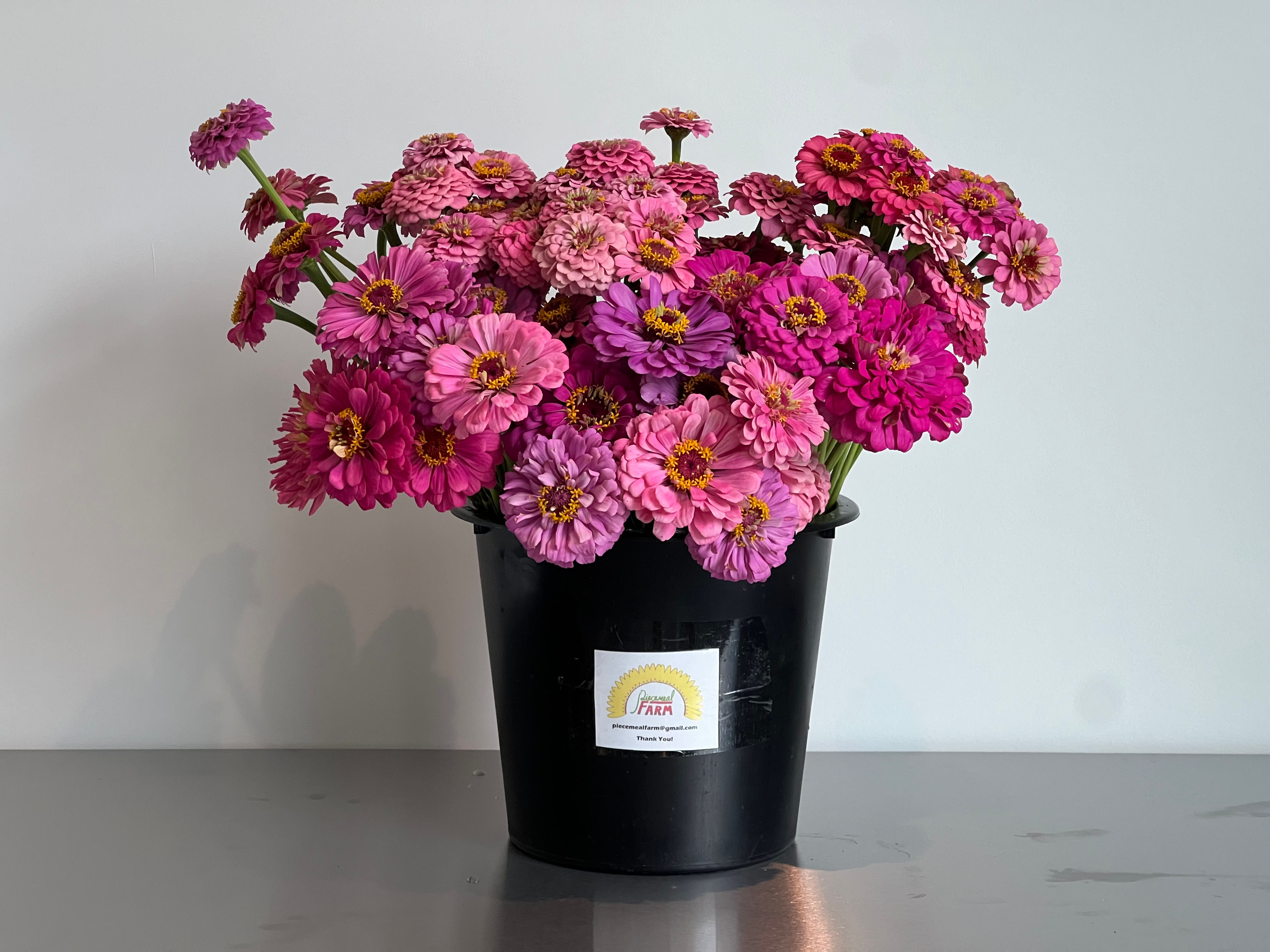 Zinnia Cool