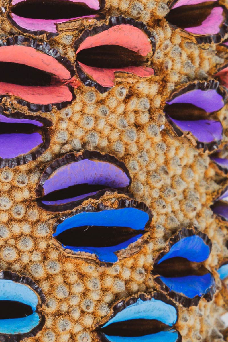 Thumbnail: Rainbow Banksia (A Series)
