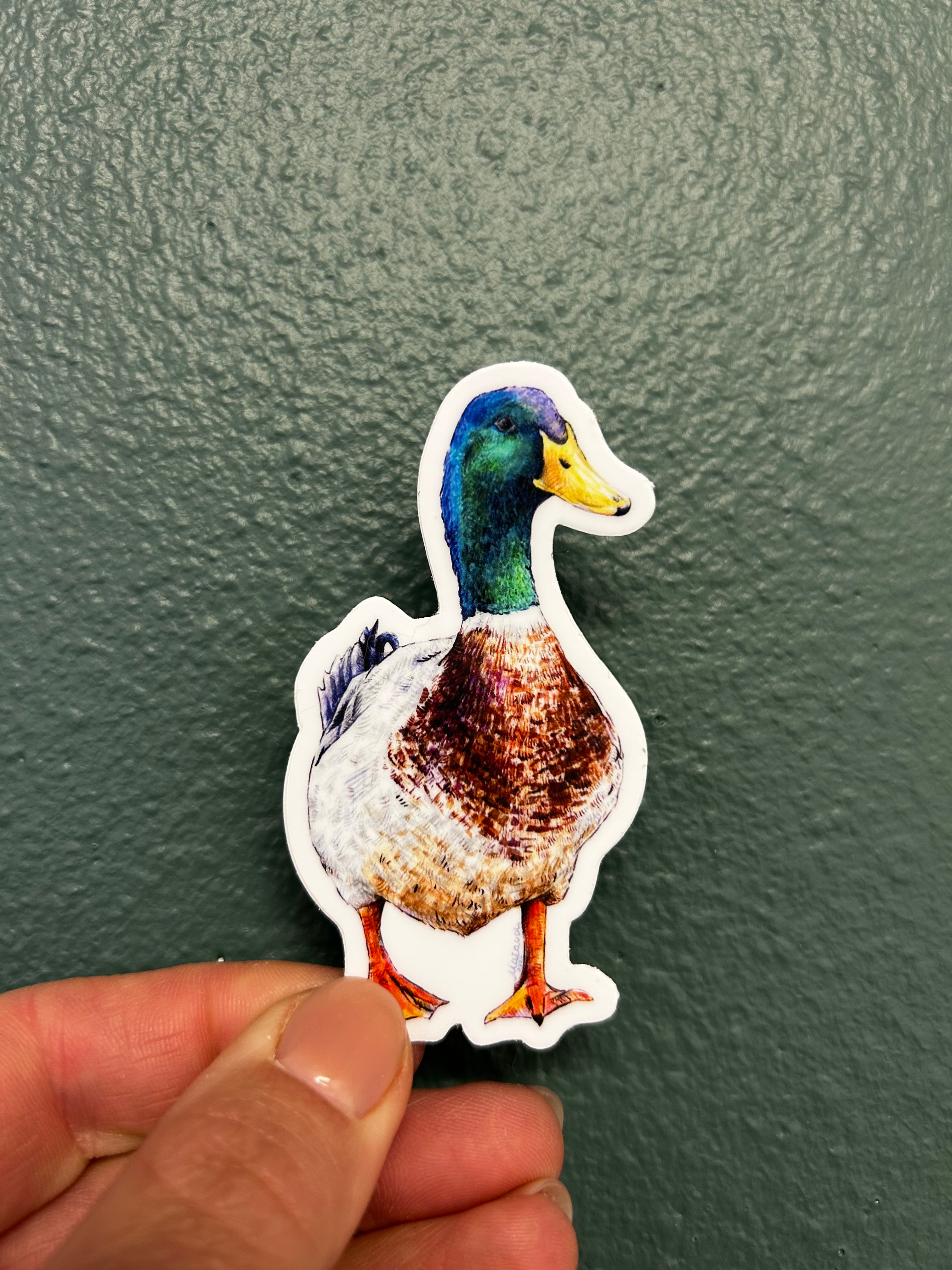 Mallard Duck
