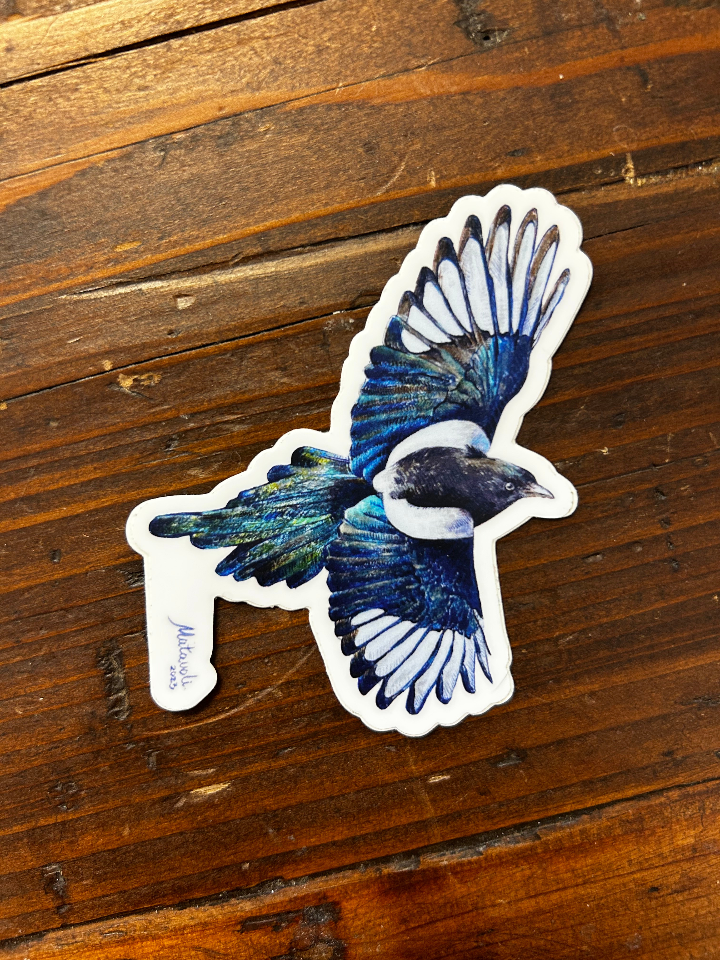 Magpie Bird