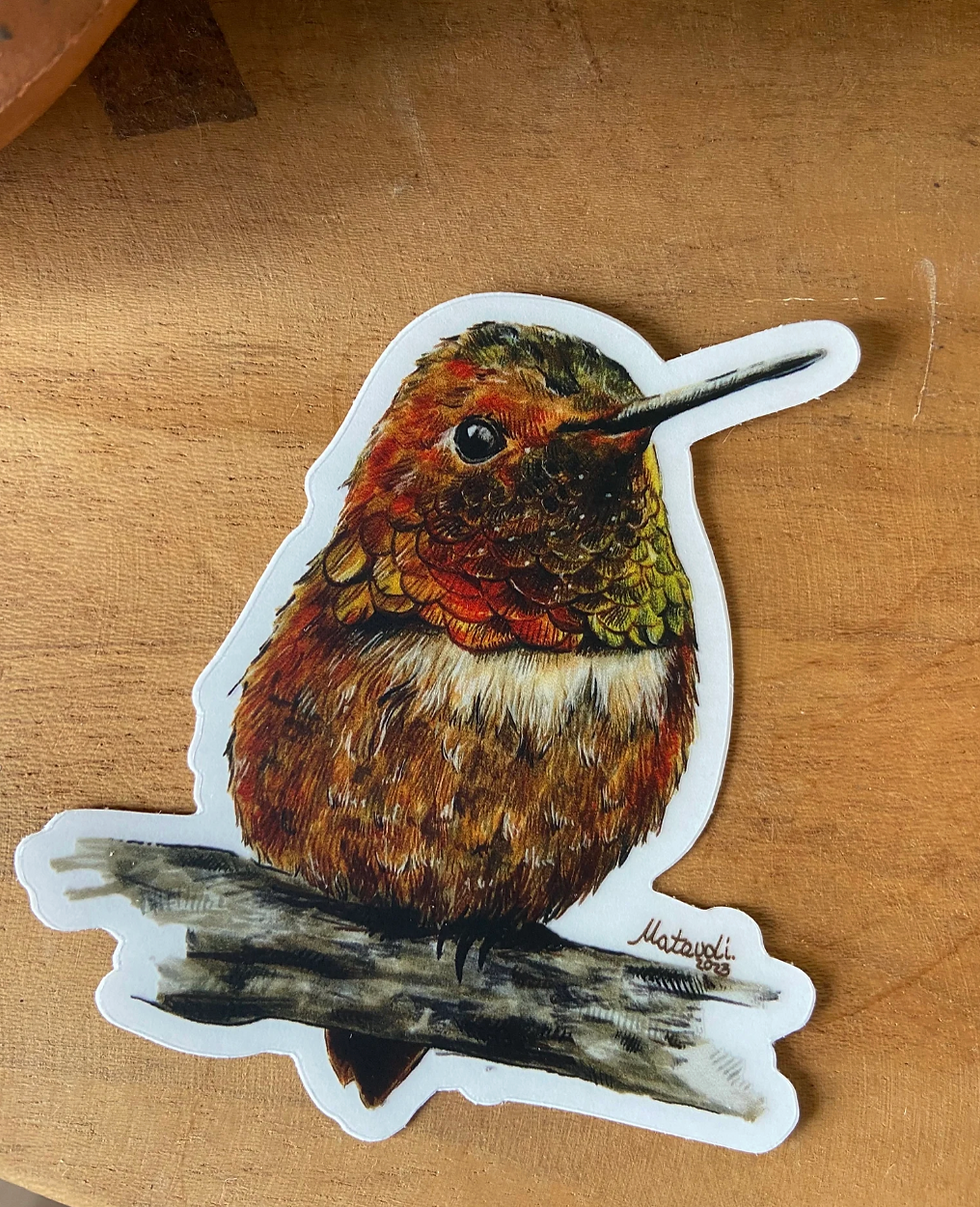 Thumbnail: Rufous Hummingbird