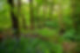 Forest.jpg