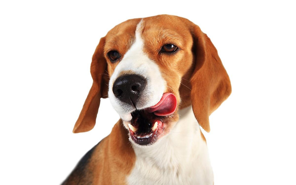 Was Bedeutet Schmatzen Beim Hund