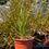 Thumbnail: Carex testacea