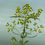 Thumbnail: Patrinia aff. scabiosifolia