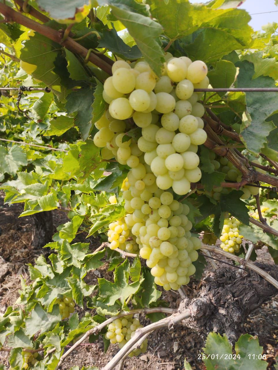Thumbnail: Grapes Thompson Variety | ದ್ರಾಕ್ಷಿ ಬೀಜರಹಿತ ಥಾಂಪ್ಸನ್ ತಳಿ 2Kg
