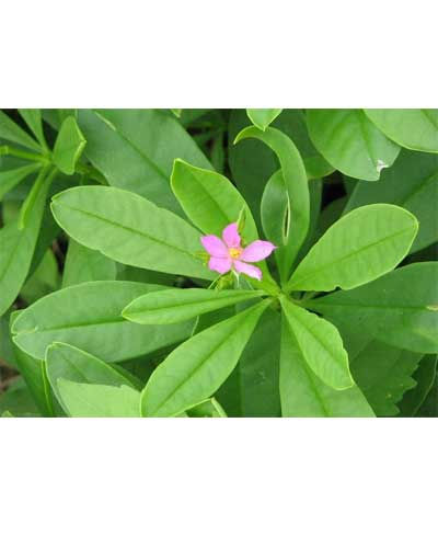 Thumbnail: Nela Basale | Ceylon Spinach | ನೆಲ ಬಸಳೆ | Talinum Triangulara 1 bunch
