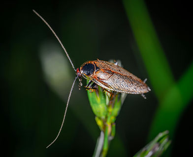 Cockroach 1.jpg