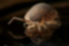 bedbug.jpg