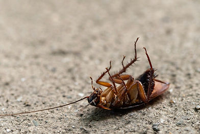 Cockroach 3.jpg
