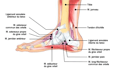 Le pied et la posture