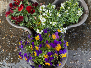 寄せ植え(パンジー&イベリス・ウィスラー)