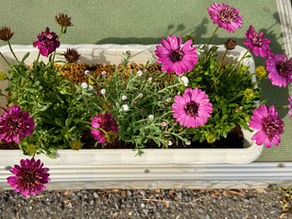 寄せ植え(オステオスペルマム&花かんざし)