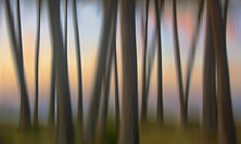 Intentional Camera Movement.jpg