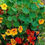 Thumbnail: Whirlybird Mix Scottish Tropaeolum Nasturtium flower seeds