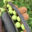 Thumbnail: Dark Purple Pea Pod Seeds Blauschokker Variety Pisum sativum Sweet