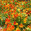 Thumbnail: Jewel of Africa Scottish Tropaeolum Nasturtium flower seeds