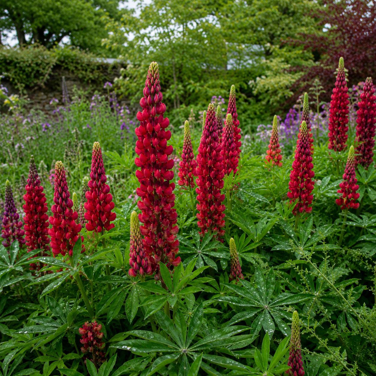 Red Lupin seeds