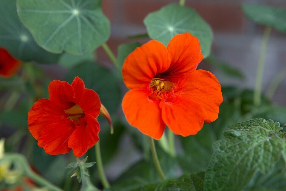 Thumbnail: Empress of India Scottish Tropaeolum Nasturtium flower seeds