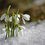 Thumbnail: 10 Traditional Snowdrop Galanthus Bulbs Spring Flowering