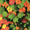 Thumbnail: Whirlybird Mix Scottish Tropaeolum Nasturtium flower seeds