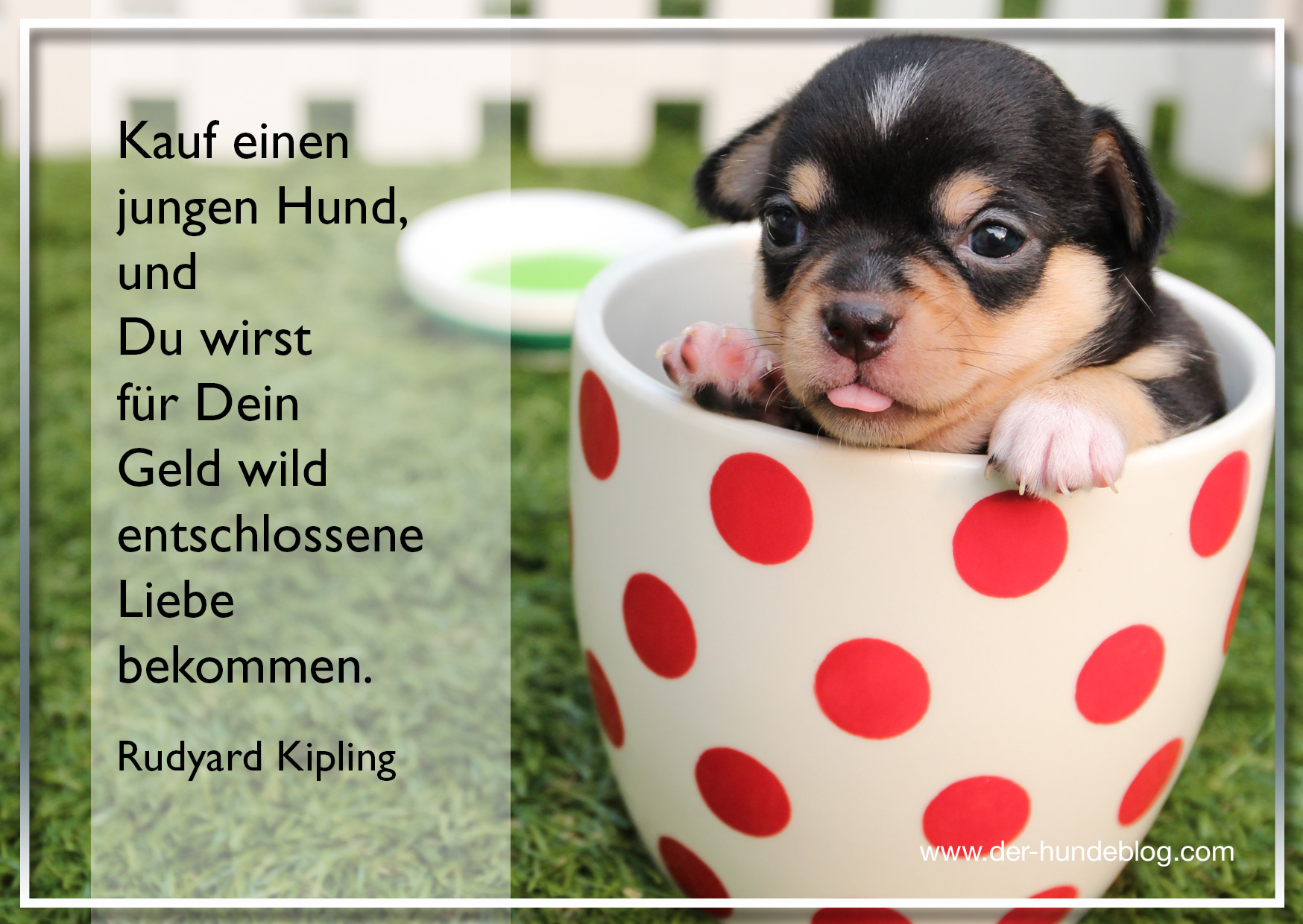 Sprüche bild Spruche Uber Hunde Und Liebe