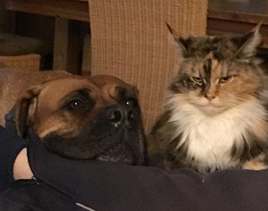 Können Hunde Eifersüchtig Werden