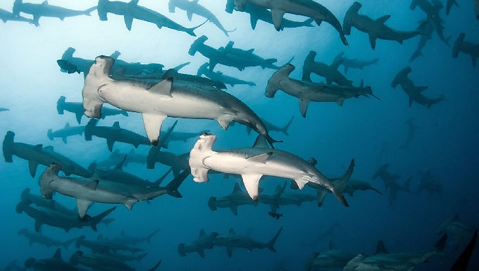 Galapagos