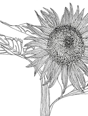 IMG_9707Sunflower