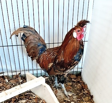 Spitzhaubenhahn Gold_edited_edited.jpg