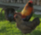 Appenzeller Barthuhn_0004.jpg