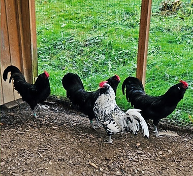 WhatsApp Bild 2025-11-25 um 13_edited.jp