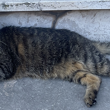 Minette (Lola sur la puce)
