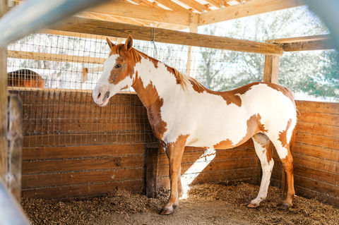 White and brown horse standing in stable