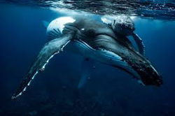 Whales Memory Symbol