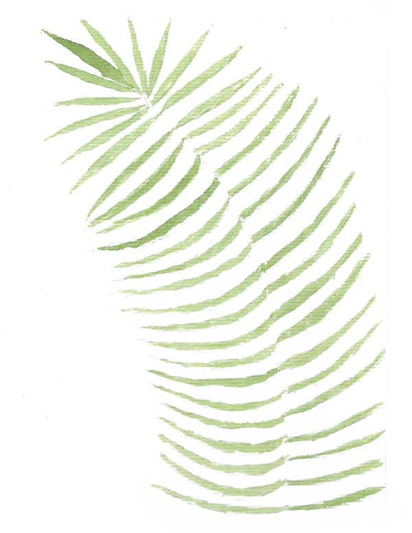 Palma watercolor.png