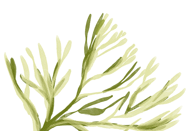 fern canva_edited.png
