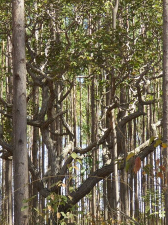 É possível ser uma potência verde sem investimento? Entenda o corte de 35 milhões no Ministério do M