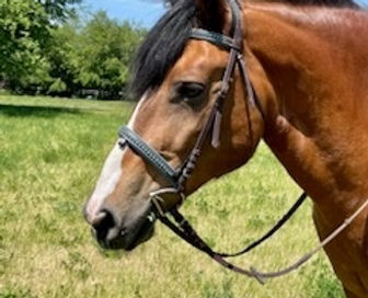 Horse therapy, Equine Therapy, Geneva, Batavia, St. Charles, Elburn, Postpartum counseling