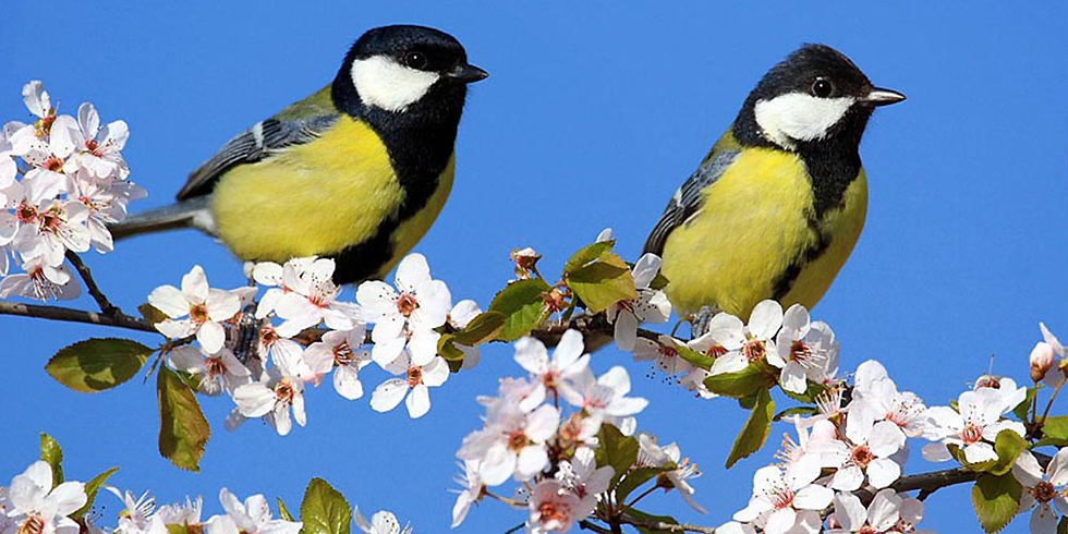 Ko se ptički ženijo (gregorjevo)