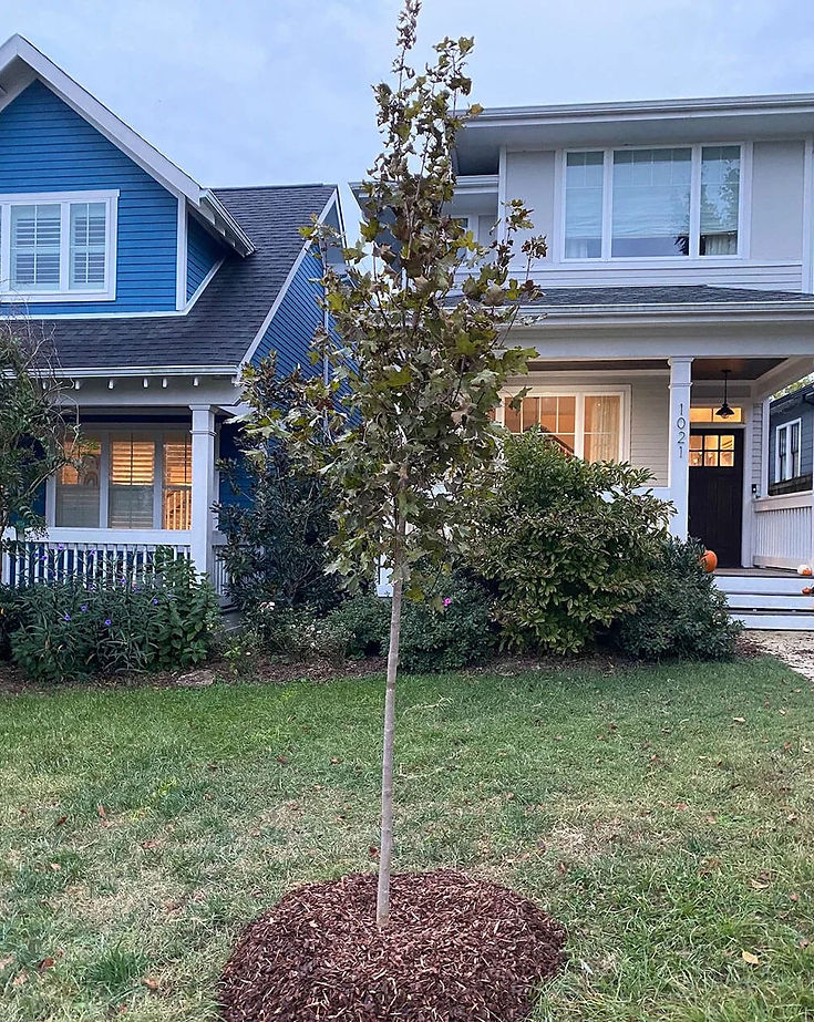 ntcc-new-tree-sapling_edited.jpg