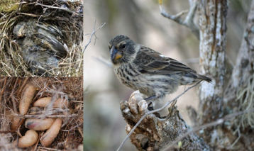 Adiós a una especie de los pinzones de Darwin